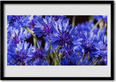 Produktbild von Bild 70x50 MDF-Rahmen Wandkunst Blumen Pflanzen Natur