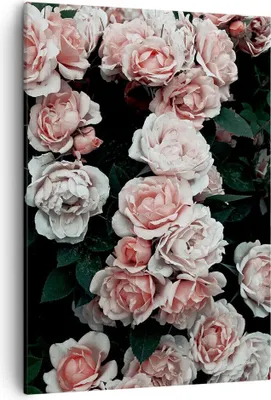 Produktbild von Bild auf Leinwand - Leinwandbild - Einteilig - Rosen Blumen Blätter - 50x70cm - Wand Bild - Wanddeko - Wandbilder - Leinwanddruck - Wanddekoration - Leinwand bilder - Wandbild - PA50x70-4760