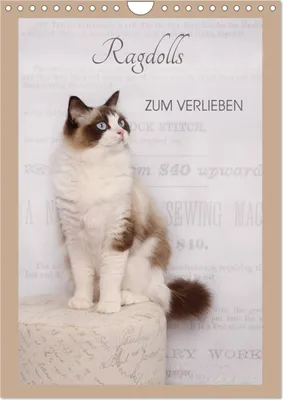 Produktbild von Ragdolls zum Verlieben (Wandkalender 2026 DIN A4 hoch), CALVENDO Monatskalender