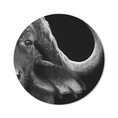 Produktbild von MuchoWow® Mauspad Mousepad Büffel - Tiere - Schwarz - Weiß 20x20 cm - Mousepads - Maus Mat - Pad - Mausunterlage - Schreibtischmatte