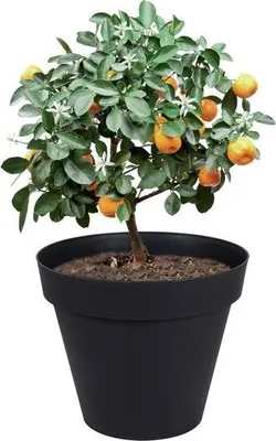 Image de Pot Plastique Diam.80 X H.67 Cm Gris Anthracite
