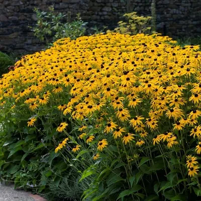 Produktbild von 25 Pflanzen Sonnenhut 'Goldsturm', Rudbeckia fulgida, P9 Topf