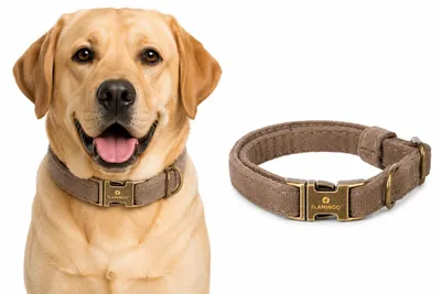 Produktbild von Halsband Hund - Janka Hundehalsband aus Nylon - Verstellbar - Robuster Klickvers