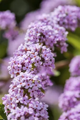 Produktbild von Buddleja alternifolia, Hänge-Sommerflieder, 40–60 cm