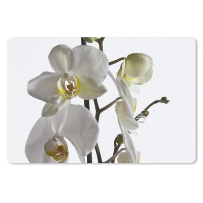 Produktbild von MuchoWow® Mauspad Mousepad Weiße Mottenorchidee 27x18 cm - Mousepads - Maus Mat - Pad - Mausunterlage - Büroartikel - Desk Matten