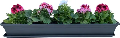Produktbild von Blumenkasten Balkonkasten Pflanzkasten Anthrazit mit Bewässerungssystem und Untersetzer 80 oder 100cm
