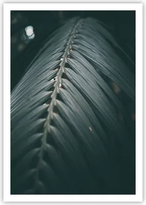 Produktbild von Poster - Poster ohne Rahmen - Blatt Palme exotisch - 70x100 cm - Wand Bild - Wanddeko - Wandbilder - Kunstposter - Wandposter - Bilder - Kunstdruck - Wanddekoration - Wandbild - P2XPA70x100-4907