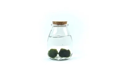 Obrázek produktu pro Gardners Skleněná dóza ACORUS s korkovým špuntem 9x12,5 cm a 2 řasokoule