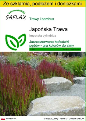 Zdjęcie produktu dla SAFLAX - Zestaw do uprawy - Japońska Trawa - 50 Nasiona - Z mini szklarnią, podłożem uprawowym i 2 doniczkami - Imperata cylindrica