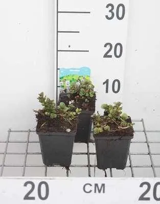Zdjęcie produktu dla 6 x Mentha aquatica - Mięta wodna - doniczka 9 x 9 cm