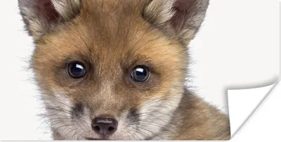 Produktbild von MuchoWow® Poster Fuchs - Tiere - Jungtier - Jungen - Mädchen - Kind 40x20 cm - Poster für die Wand - Poster Schlafzimmer