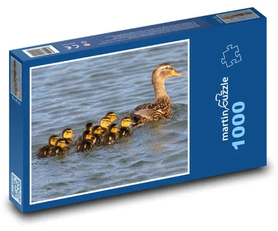 Obrázok produktu pre Puzzle 1000 Kačica a jej káčatá - martinpuzzle