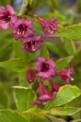 Produktbild von Weigela florida 'Brigela', Weigelie, buntlaubig, 20–30 cm