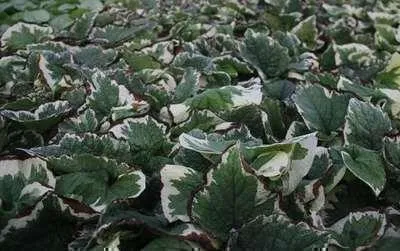 Produktbild von 6 x  Brunnera macr. 'Variegata' - Kaukasisches Vergissmeinnicht - Topf 9 x 9 cm