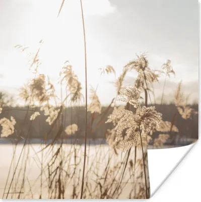 Produktbild von MuchoWow® Poster Wasser - Pampasgras - Pflanzen 75x75 cm - Wand Dekoration