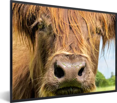 Produktbild von MuchoWow® Gerahmtes Poster Schottischer Highlander - Nahaufnahme 40x30 cm - Poster mit Schwarzem Bilderrahmen Wandposter Rahmen Foto Bilder - Kunstposter - Wanddekorationen