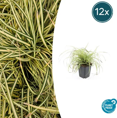 Image de Plante ornementale - Carex doré - Carex oshimensis 'Evergold' - Pot de 9 cm - Lot de 12 plantes
