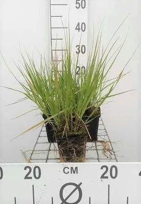 Obrázek produktu pro 6 x Molinia caer. 'Heidebraut' - Trubkovitá tráva - květináč 9 x 9 cm
