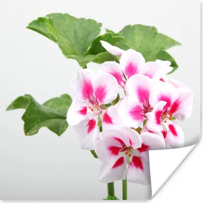 Produktbild von MuchoWow® Poster Bunte Geranienblüten 100x100 cm - Babyzimmer