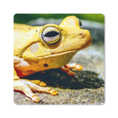 Produktbild von MuchoWow® Mauspad Mousepad Gelber Frosch auf dem Boden sitzend 20x20 cm - Mousepads - Maus Mat - Pad - Mausunterlage - Desk Mat - Bureauartikeln