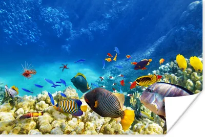 Produktbild von MuchoWow® Poster Meer - Fische - Korallen - Unterwasserwelt 60x40 cm - Schlafzimmerdekoration