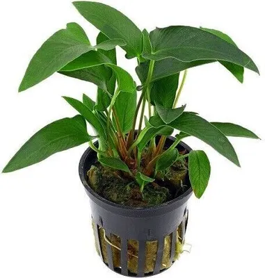 Produktbild von Anubias gracilis im Topf Wasserpflanzen Aquariumpflanzen