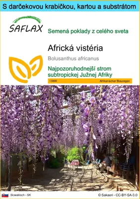 Obrázok produktu pre SAFLAX Darčeková sada - africká vistéria - Bolusanthus africanus - 15 Semená - S darčekovou krabičkou, prepravným štítkom, darčekovou kartou a pestovateľským médiom