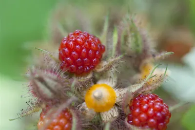 Produktbild von Rubus phoenicolasius, Japanische Weinbeere, 30–40 cm