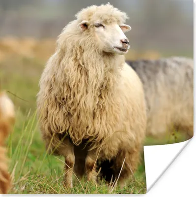 Produktbild von MuchoWow® Poster Schafe - Wolle - Gras 100x100 cm - Babyzimmer