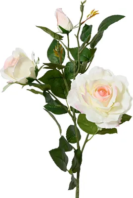 Produktbild von Künstliche Rose 3-köpfig mit Stiel 77cm Weiß