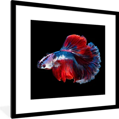 Produktbild von MuchoWow® Gerahmtes Poster Fisch - Schwanz - Schwarz 40x40 cm - Poster mit Schwarzem Bilderrahmen Wandposter Rahmen Foto Bilder - Poster - Plakat im Rahmen