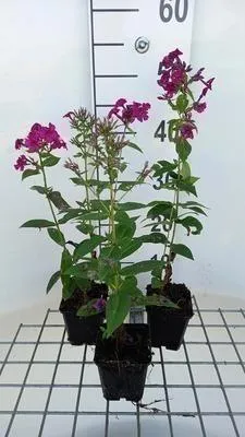 Image de 6 x Phlox (p) 'Kirchenfürst' - Flamboyant - pot 9 x 9 cm