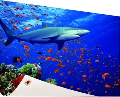 Produktbild von Gartenposter - 60x40 cm - Hai am Korallenriff  - Modernes Wandbilder - Wilde Tierposter