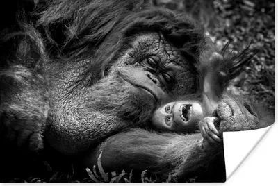 Produktbild von MuchoWow® Poster Liebender Orang-Utan mit Jungtier in Schwarz und Weiß 90x60 cm - Schlafzimmer