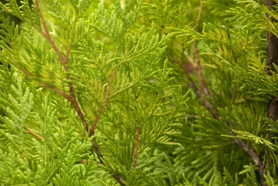 Zdjęcie produktu dla Thuja occidentalis 'Yellow Ribbon', arborvitae, żółto-zielona, 60-80 cm