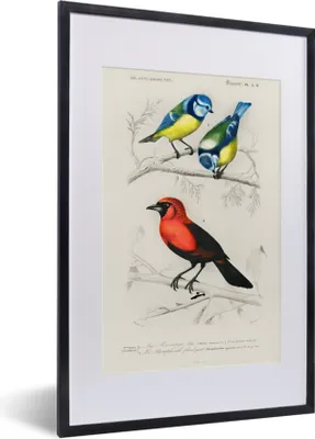 Produktbild von MuchoWow® MuchoWow® Gerahmtes Poster Vogel - Vintage - Zweig 40x60 cm - Poster mit zchwarzem Bilderrahmen - Poster in Rahmen