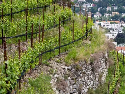 Produktbild von Eisacktaler Riesling - 2021 - Weingut Tauber