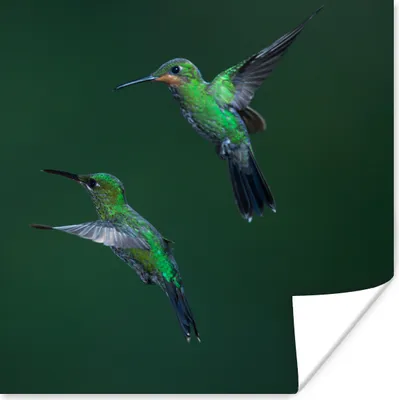 Produktbild von MuchoWow® Poster Vögel - Kolibri - Grün 100x100 cm - Babyzimmer