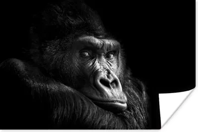 Produktbild von MuchoWow® Poster Gorilla - Affe - Schwarz - Weiß - Porträt 120x80 cm - Bilder