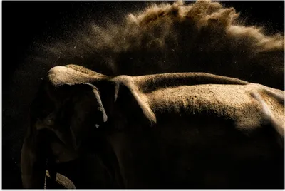 Produktbild von MuchoWow® Poster Elefant - Schlamm - Tiere - Schwarz 180x120 cm - Fotoplakat