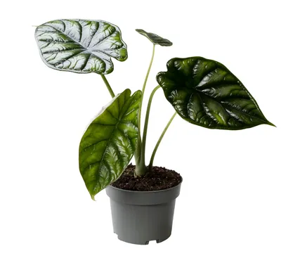 Produktbild von Alocasia Dragon Scale 30-40 cm Elefantenohr Grünpflanze Zimmerpflanze