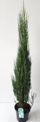 Produktbild von 2 Blaue Raketenwacholder 100-120 cm – Juniperus Blue Arrow – schlanke, winterharte Säulenpflanzen