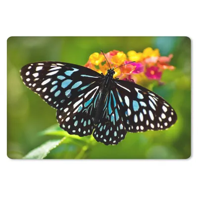 Produktbild von MuchoWow® Schreibtischunterlage Blauer Tigerfalter 60x40 cm - XXL Mauspad - Großes Mauspad