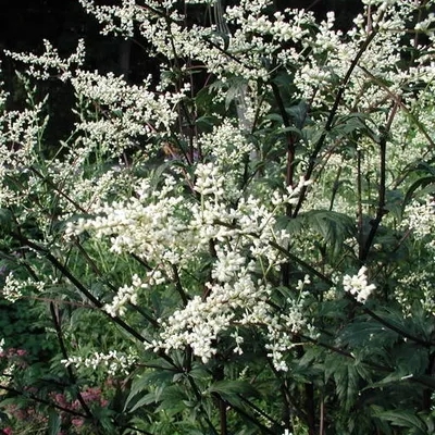Obrázek produktu pro 6 x Pelyněk černobýl - Artemisia lactiflora 'Guizhou' | květináč 9cm x 9cm