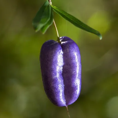 Obrázok produktu pre Fialová jablonka (Billardiera longiflora)  – 20 semien