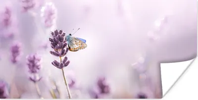 Produktbild von MuchoWow® Poster Lavendel - Schmetterling - Nahaufnahme - Lila 80x40 cm - Wanddeko