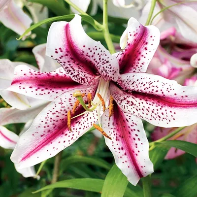 Immagine prodotto di Gigli Bulbi Fiori Giglio orientale Dizzy 1 pz.