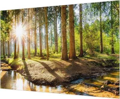 Produktbild von Wandtapete - Dekorative Tapete für Wohnzimmer - Tapetenfolie für Wanddekoration - 208x146 cm - Waldidylle