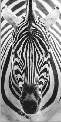 Produktbild von ARTland Wandbild Alu für Innen & Outdoor Zebra Größe: 30x60 cm