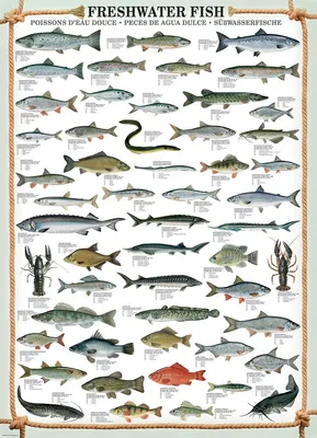 Image de Poissons d'eau douce